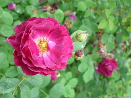 'Zigeunerknabe' rose photo