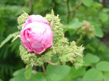 'Cristata' rose photo