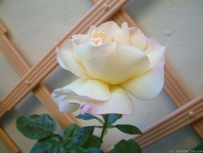 'Gioia' rose photo