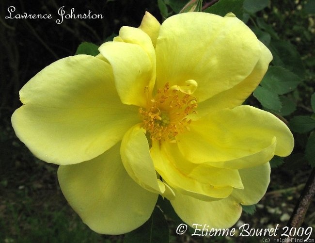 'Lawrence Johnston (climber, Pernet-Ducher, 1905)' rose photo