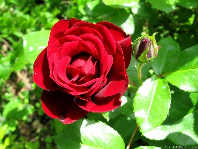 'Lavaglut' rose photo