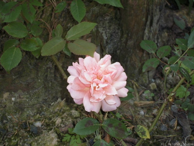 'Duarte de Oliveira' rose photo