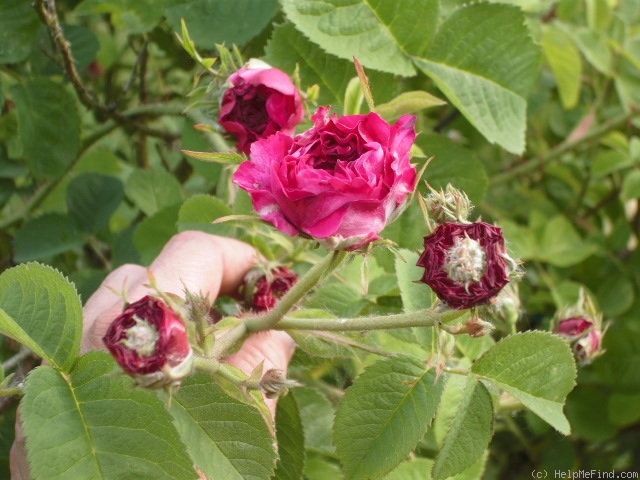 'Duc de Cambridge (damask, Laffay, 1840)' rose, click to enlarge 'Duc de Cambridge (damask, Laffay, 1840)' rose photo