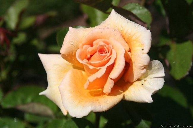 'Over the Moon ®' rose photo