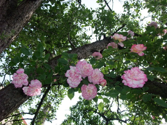 'Morning Blush ™ (Alba, Sievers, 1974)' rose, click to enlarge 'Morning Blush ™ (Alba, Sievers, 1974)' rose photo