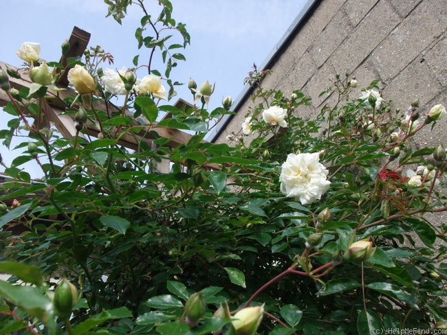 'Albéric Barbier (Rambler, Barbier, 1900)' rose photo
