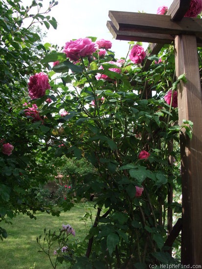 'Madame Isaac Pereire (Bourbon, Garcon, 1876)' rose photo