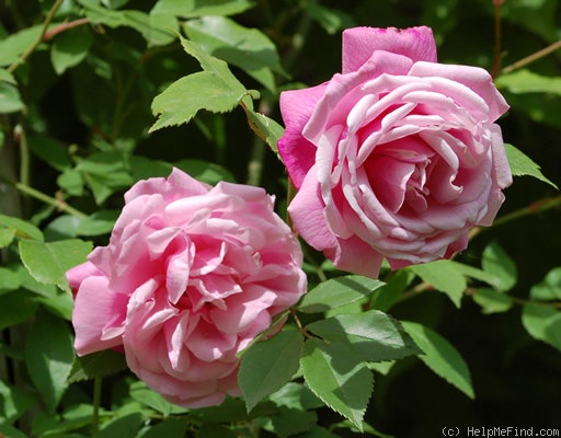 'Old Blush, Cl.' rose photo