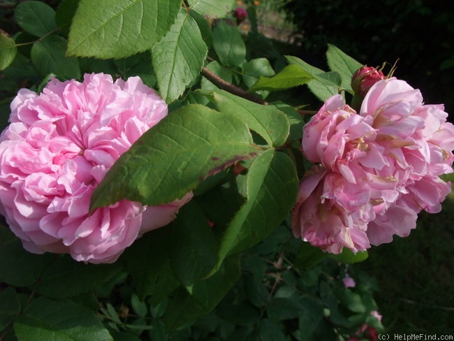 'Jacques Cartier' rose photo