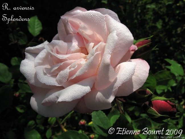 '<i>Rosa arvensis splendens</i>' rose photo