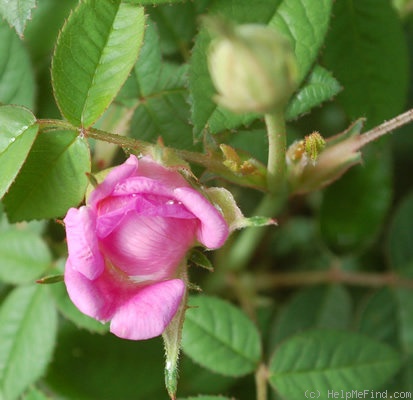 'Dominie Sampson' rose photo