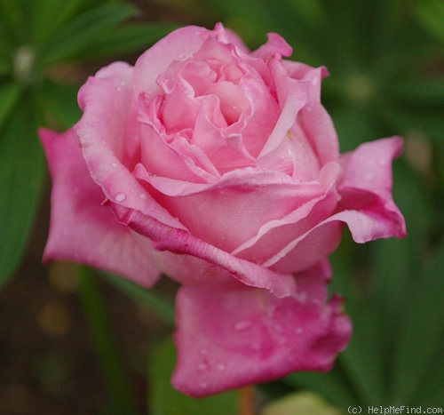 'Anna Jung' rose photo