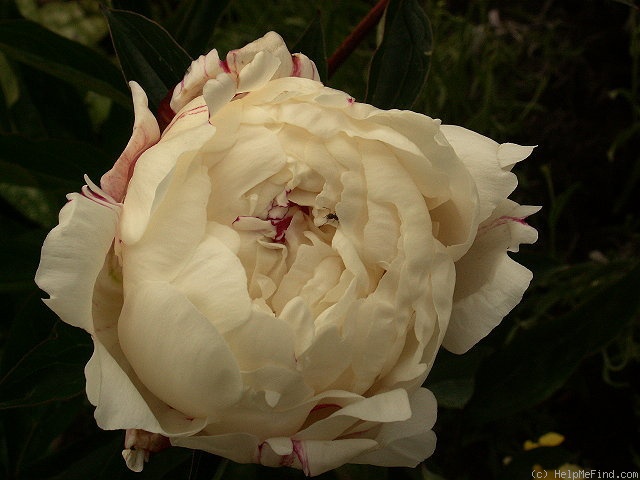 'Zus Braun' peony photo