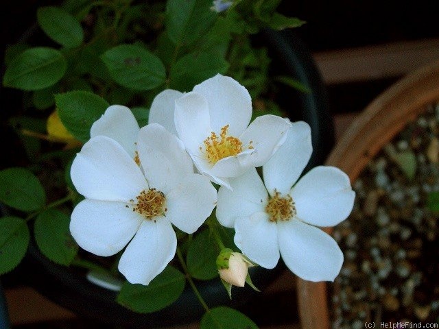 'Awayuki' rose photo