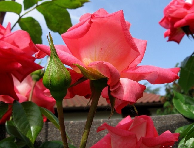'Shogun ® (climber, Evers/Tantau, 2000)' rose photo
