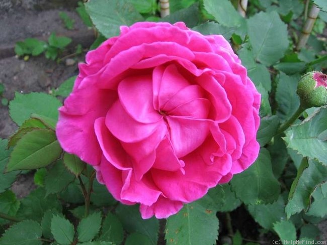 'Madame Isaac Pereire (Bourbon, Garcon, 1876)' rose photo