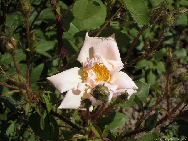 'Gabriel Noyelle' rose photo