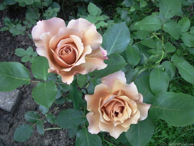 'Julia's Rose' rose photo