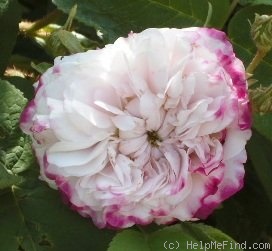 'Léda (damask, Unknown, before 1818)' rose photo