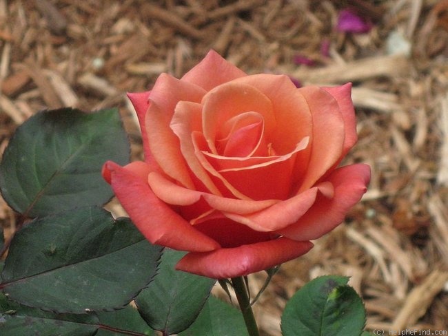 'Honey Sweet' rose photo