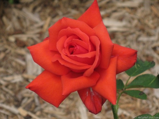 'Dolly Parton' rose photo