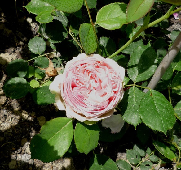 'First Lady® (florists' rose, Tantau, 2005)' rose photo
