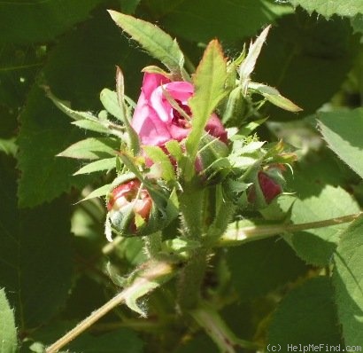 'Yolande d'Aragon' rose photo