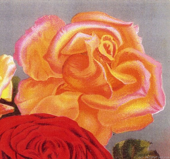 'Comtesse de Nadaillac' rose photo