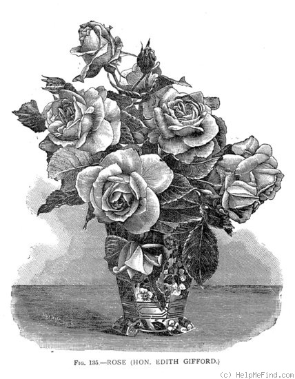 'Hon. Edith Gifford' rose photo