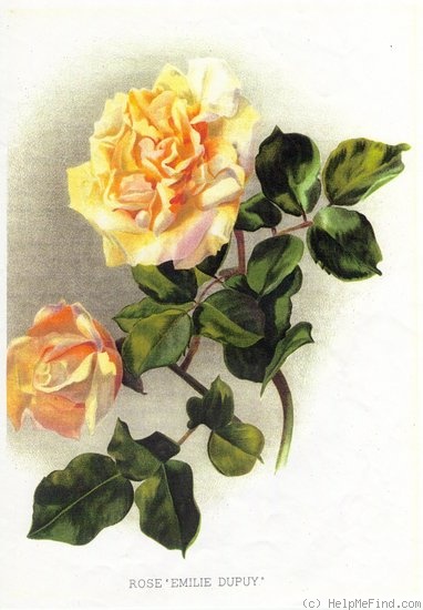 'Emilie Dupuy' rose photo