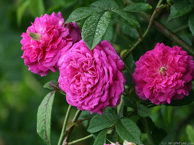 'Arlequin (gallica, Unknown, pre 1841)' rose photo