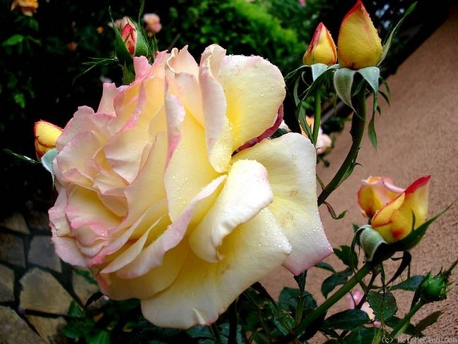 'Catherine Laborde ®' rose, click to enlarge 'Catherine Laborde ®' rose photo