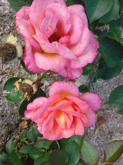 'André Eve ®' rose photo