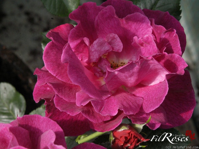 'Adam's Rose' rose photo
