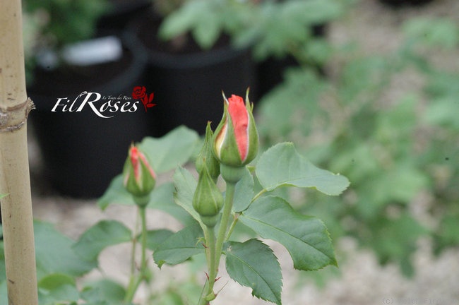'Dame de Montsoreau ®' rose photo