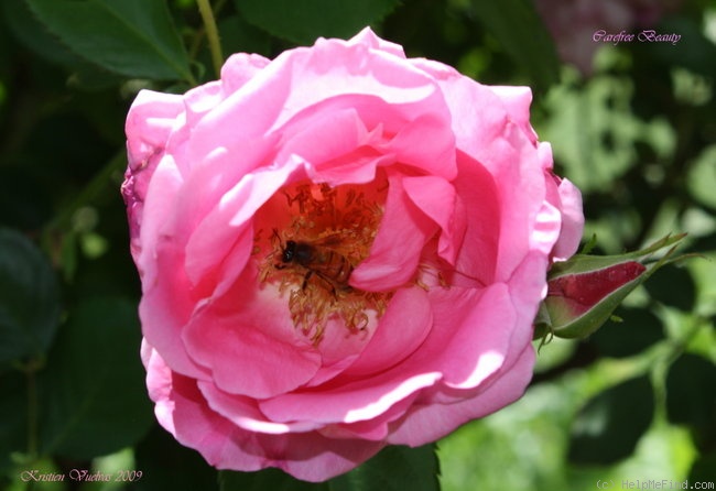 'Carefree Beauty' rose photo