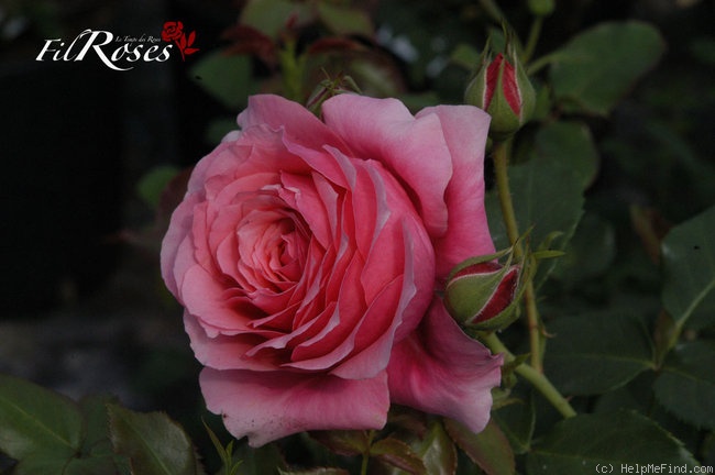 'Rose de Bayonne ® (floribunda, Horner, 2007)' rose photo