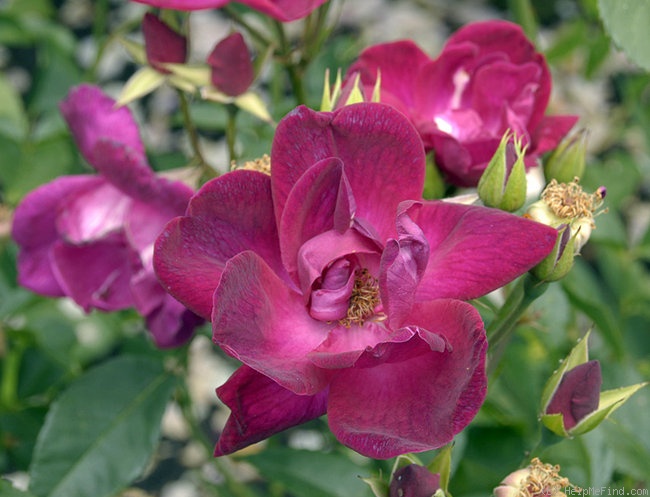 'Purpurea (china, Chenault, 1930)' rose photo