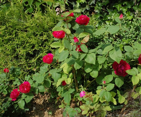 'Baron Girod de l'Ain' rose photo