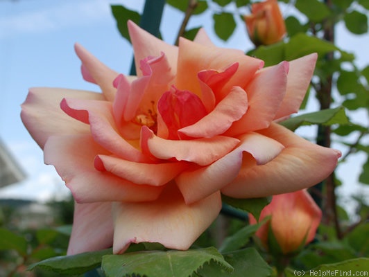 'Comtesse Vandal, Cl.' rose photo