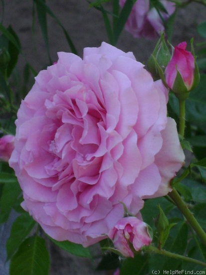 'Szent Erzsébet emléke' rose photo