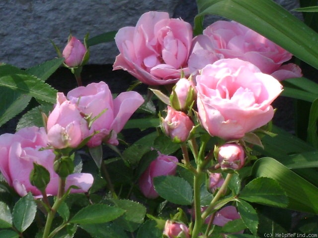 'Nagyhagymás' rose photo