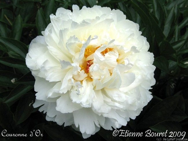 'Couronne d'Or' peony photo