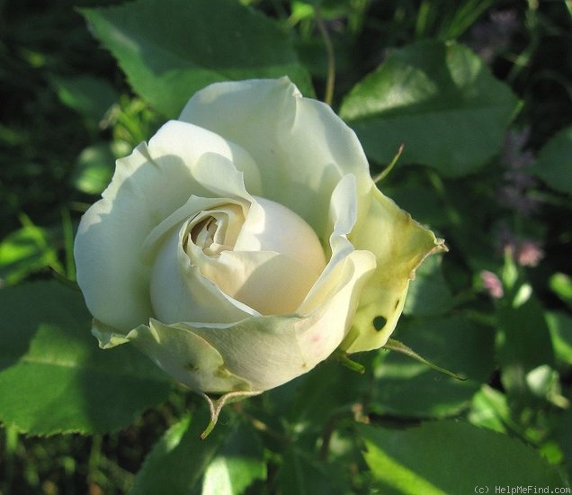 'Lovely Green ®' rose photo