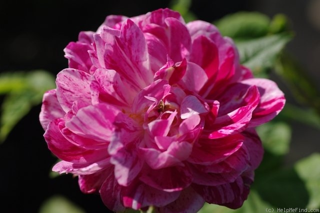 'Commandant Beaurepaire' rose, click to enlarge 'Commandant Beaurepaire' rose photo
