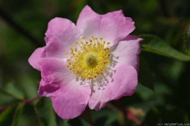 'Bourgogne ® (shrub, Interplant, 1983)' rose photo