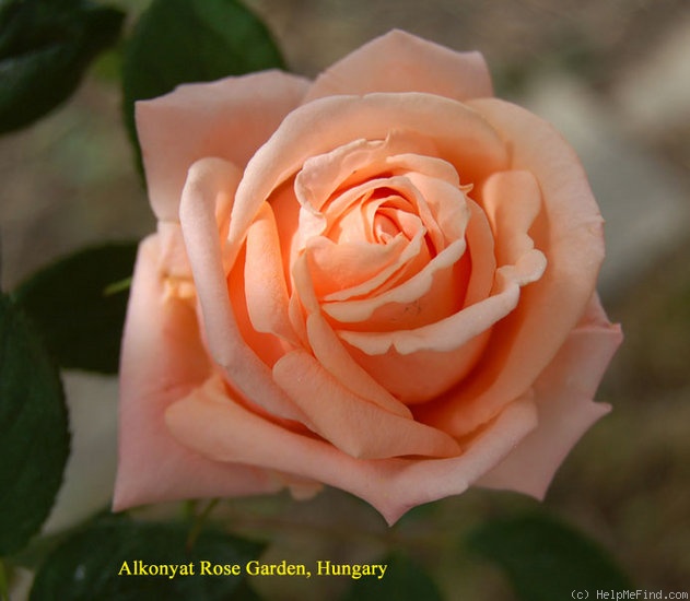 'Breath of Life (Large Flowered Climber, Harkness, 1980)' rose photo