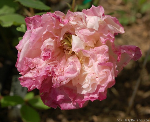 'Homère' rose photo