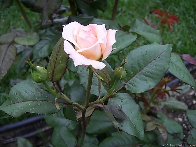 'Martha Allen' rose photo