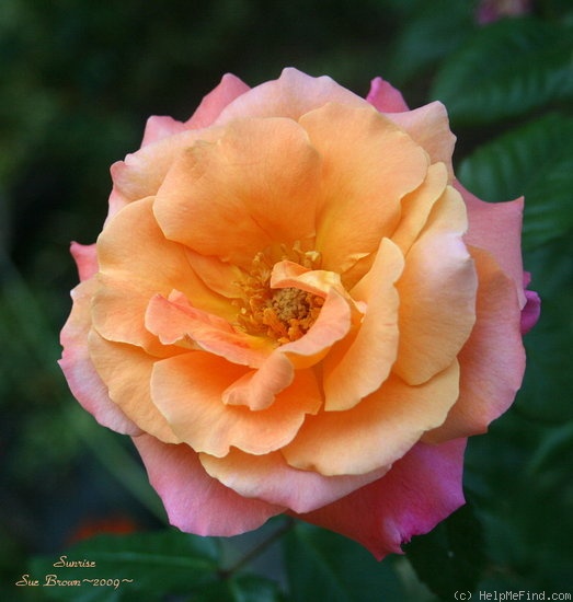 'Sunrise (climber, Kordes, 1988)' rose photo